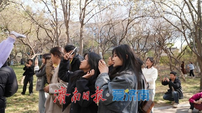 玉兰花再次凭实力出圈，“花” 式打卡等你赴约