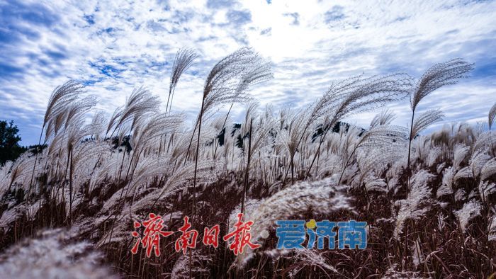 红叶热烈，荻花轻盈，济南丁子寨秋日山野美出圈