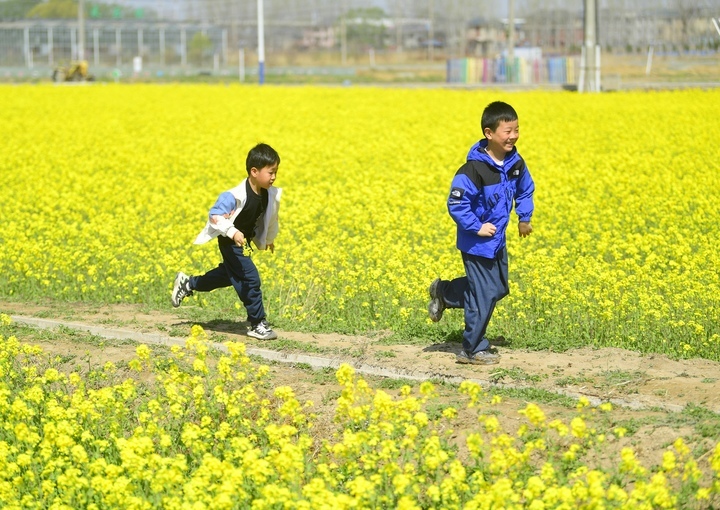 仲春时节满眼金，油菜花开遍地黄 