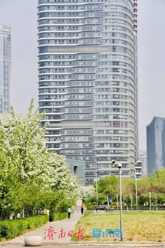 济南绸带公园流苏盛放 泉城CBD添春日浪漫