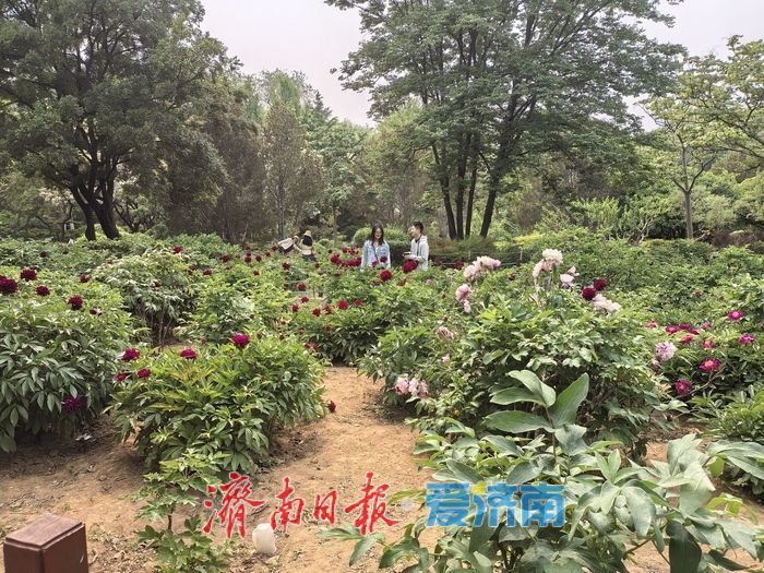 牡丹落幕，芍药接棒！摄影大爷揭秘识别密码