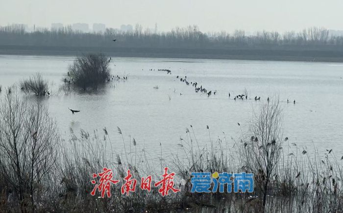 这群“精灵”，将在济南过大年