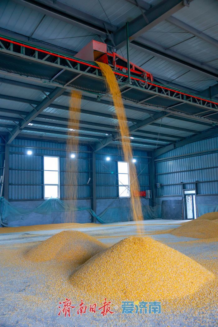 辐射7.5万亩，日烘1800吨：山东粮食烘干“旗舰”已就位，迎战阴雨天气