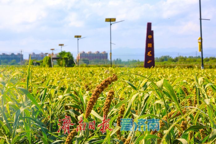增产三成！济南章丘祥霞农场80亩龙山贡米迎丰收