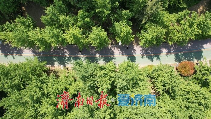济南森林公园绿意浓，暮春时节展生机
