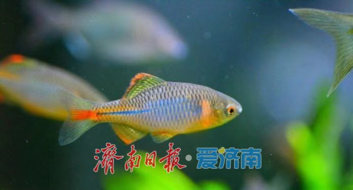 神奇动物在济南，秒变城市“代言人”