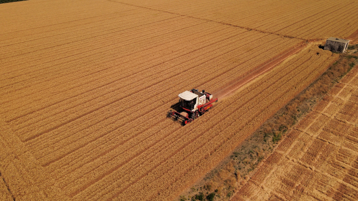 “丰”景正好！小麦开镰迎丰收