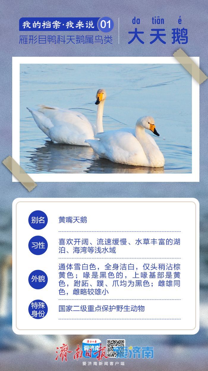 我们从西伯利亚来，提前十余天“赴约”——首批来济大天鹅“自述”