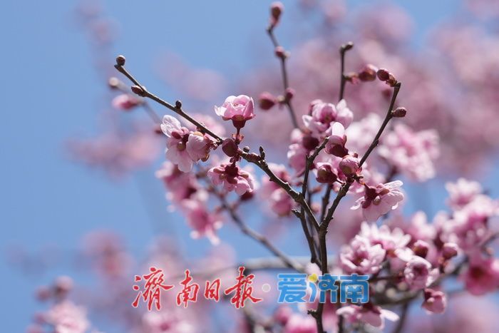 奥体东路变身“花海大道”