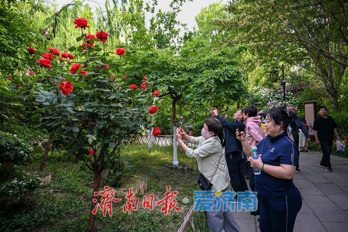 五龙潭公园花海引客来 月季蔷薇竞相绽放成拍照胜地