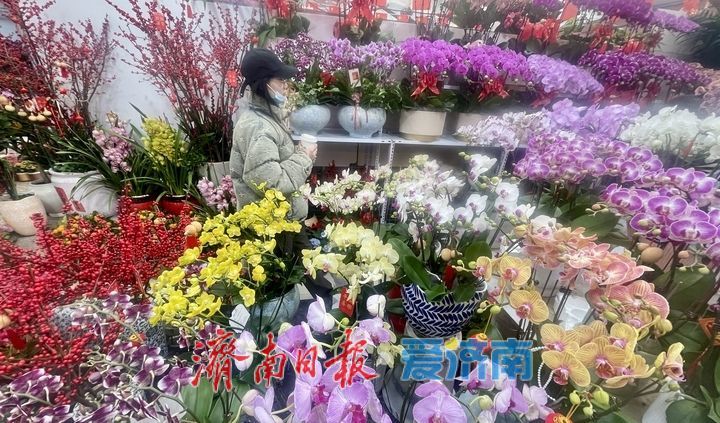 济南年宵花市场供销两旺 蝴蝶兰、杜鹃、大花蕙兰受热捧