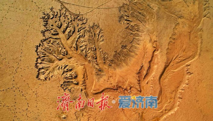 一年四季 泉在济南丨黄河济南段现壮美“潮汐树”自然奇观