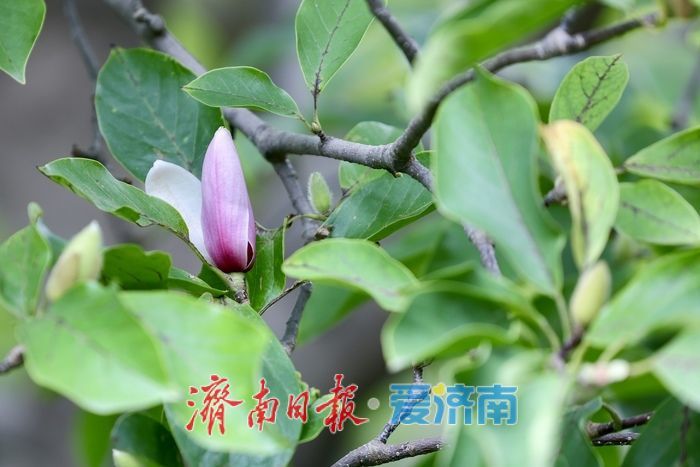 一年四季 泉在济南丨初秋济南百花公园现奇景 玉兰花二度绽放添生机