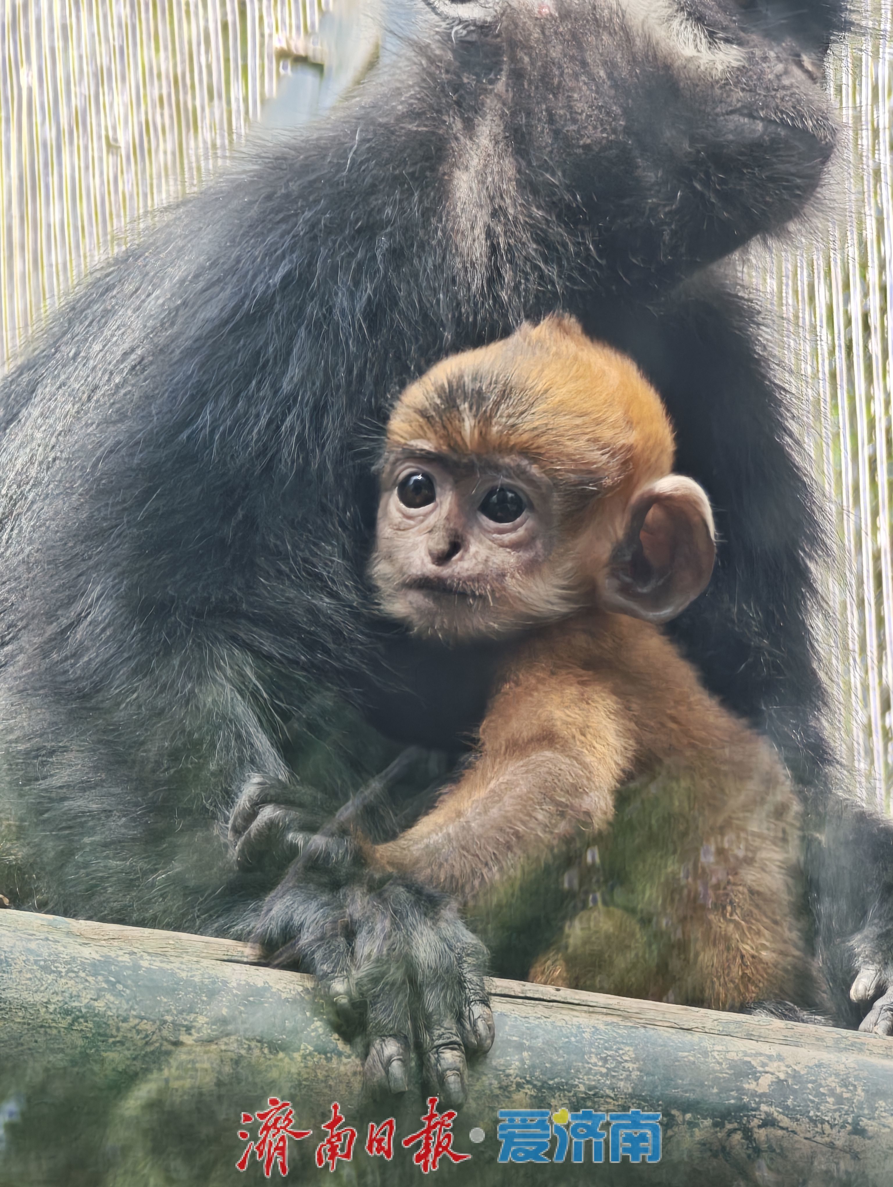 济南动物园高颜值猴宝宝“小龙”走红，头顶渐黑，打卡要趁早