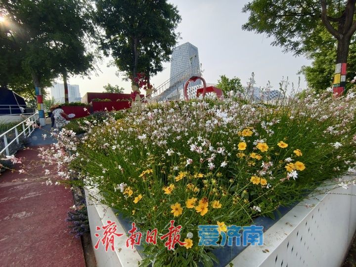一年四季 泉在济南丨“七彩花田”盛放 宛如打翻的调色盘