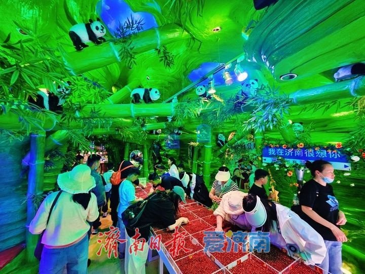 熊猫萌趣亮相芙蓉街 解锁老街打卡新玩法