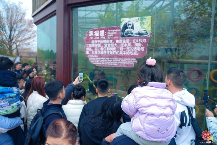 济南一山东明“猩”开启冬季大葱盛宴