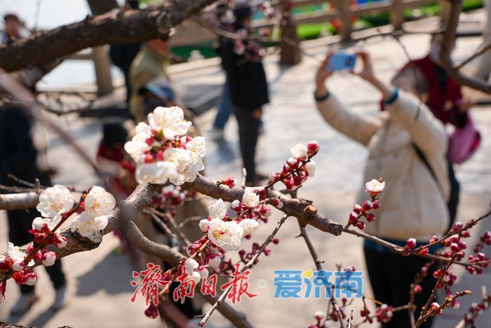 一年四季 泉在济南丨大明湖杏花绽放醉游人