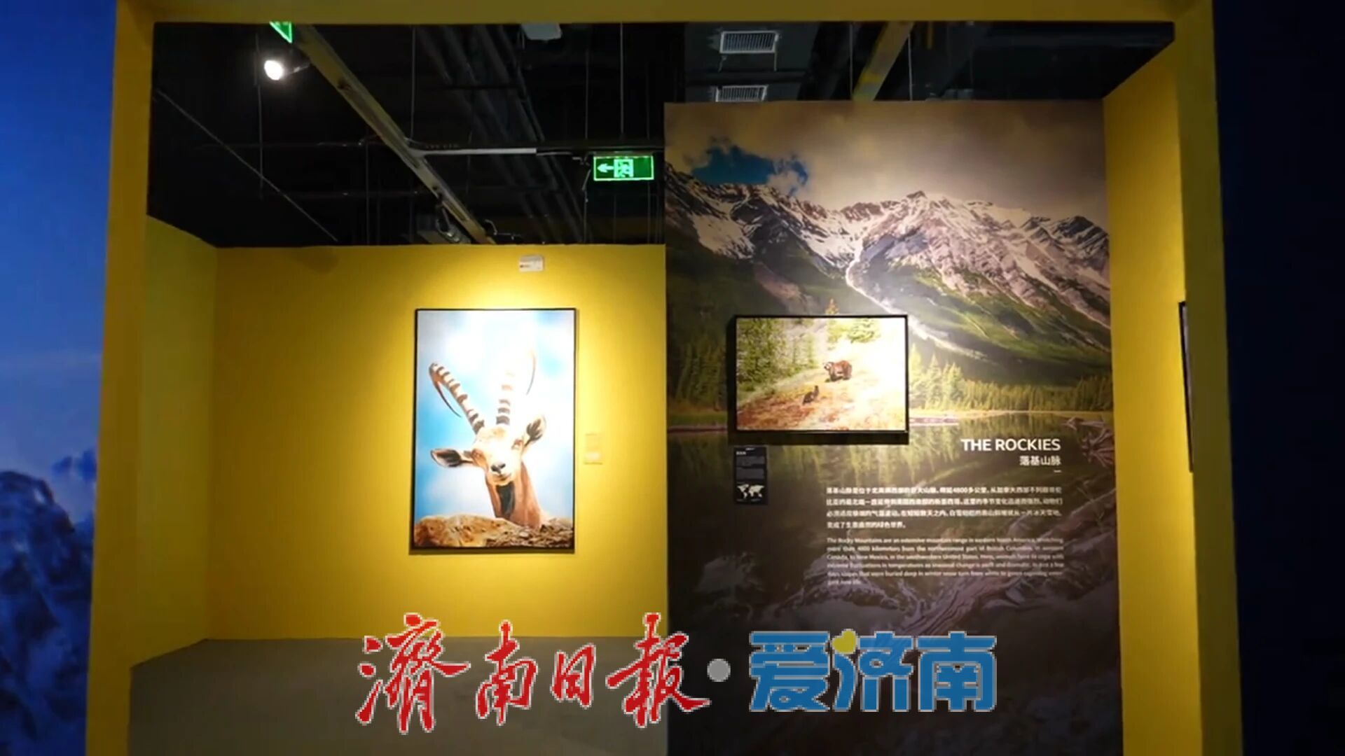 山东首展！BBC EARTH·极地生灵数字影像沉浸体验大展在山东大厦启幕