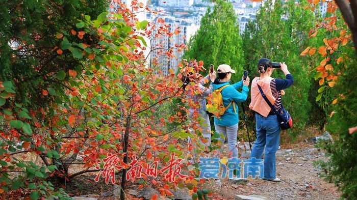 一年四季 泉在济南丨“平分秋色”胜景上线，济南蝎子山迎来“打卡热”！