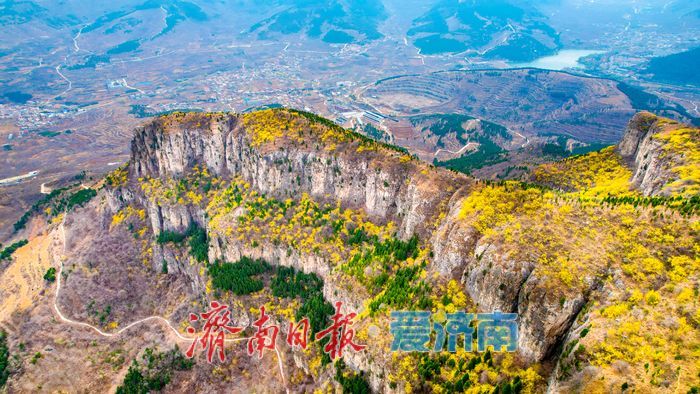 济南“小太行”藏不住了！天帘山连翘花迎来高光时刻