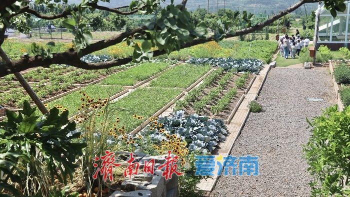 济南这个“网红村”，凭什么逆袭？