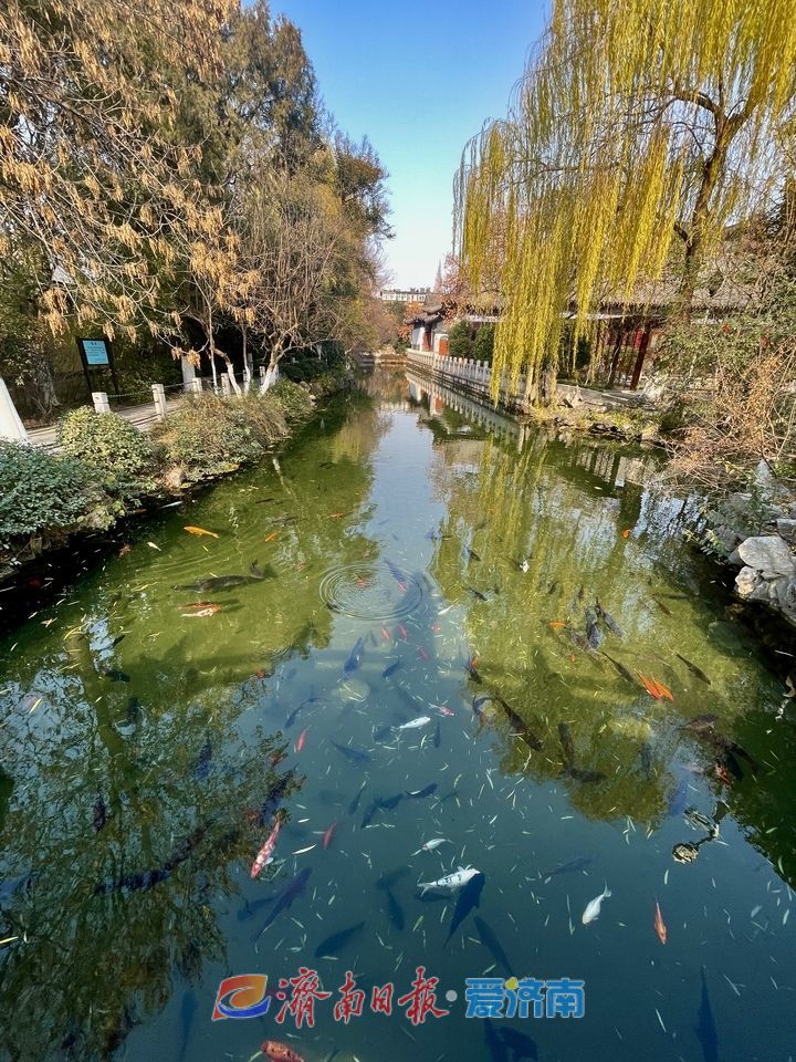 冬赏珍珠泉
