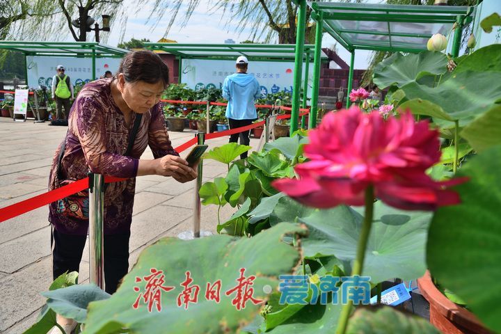 湖光悦色·荷映泉城！济南市第40届荷花艺术节7月3日灿烂启幕