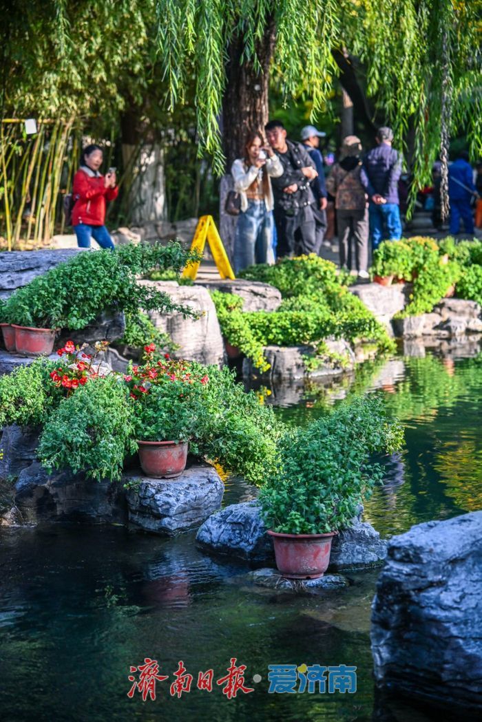 亮点纷呈 体验升级 第46届趵突泉金秋菊展今起开展