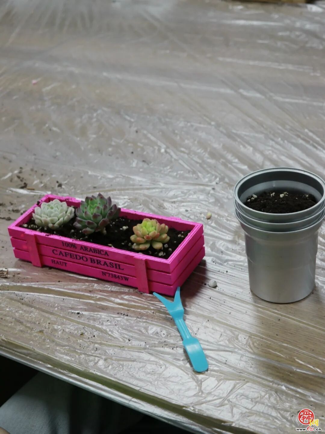 指尖塑绿意，公益暖泉城——济南泉民园艺中心联合辰星公益开展多肉DIY温暖陪伴活动