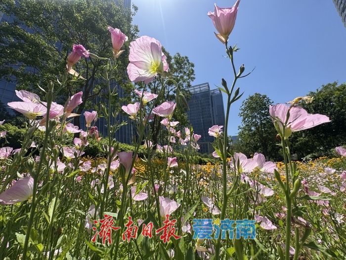 济南CBD绸带公园夏日花海绽放 现代都市邂逅自然诗意