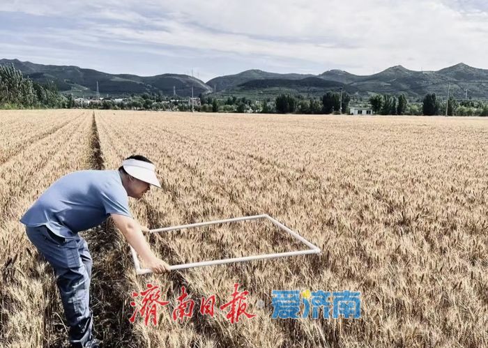 蹲在麦地里“数”收成 济南夏粮实割实测一线见闻