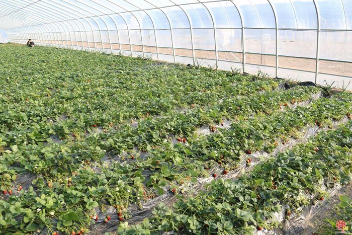 章丘官庄街道：沃野耕耘，乡村蝶变振兴有道