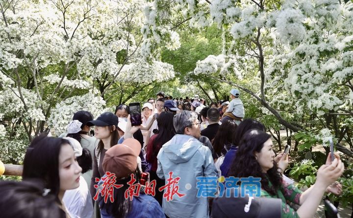 泉城公园流苏花开如雪 游客争相打卡“四月雪”