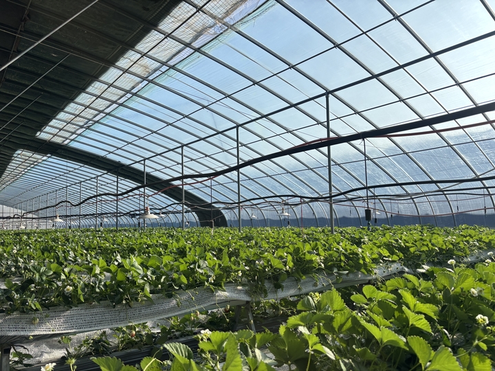 智能大棚恒温恒湿 新品种备受欢迎 70后夫妻家门口种草莓 种出“莓”好生活