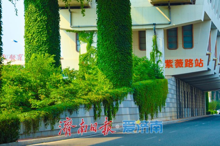 翠蔓缠桥墩 济南地铁1号线织就城市空中绿廊