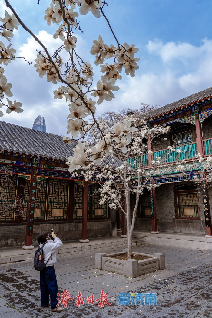 济南趵突泉万竹园：玉兰盛放映古建 春色满园醉游人