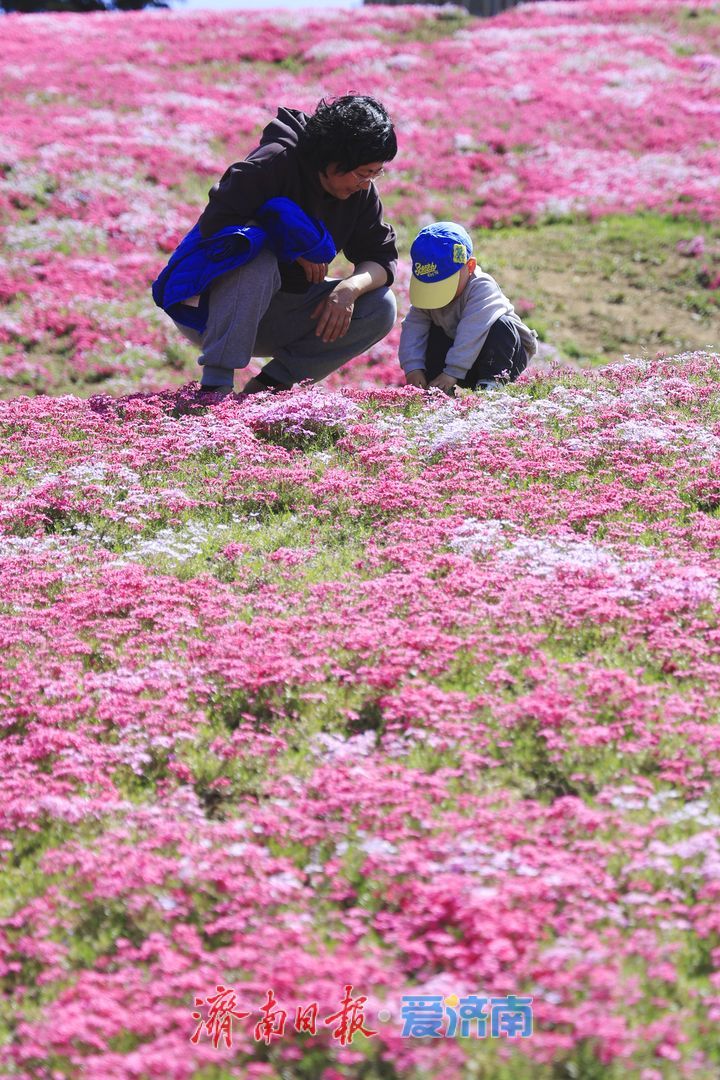 花毯铺地色彩斑斓 市民打卡“福禄考花海”