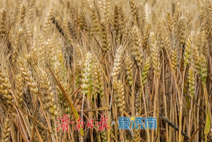 金色麦浪迎丰收