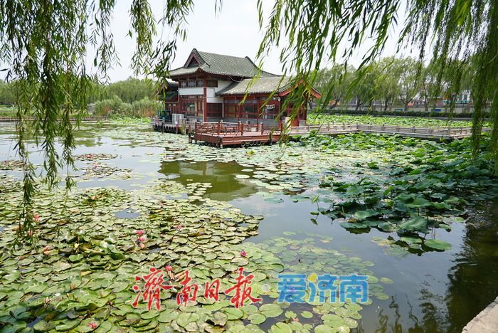 一年四季 泉在济南丨大明湖荷花睡莲“竞相争艳” 醉游人
