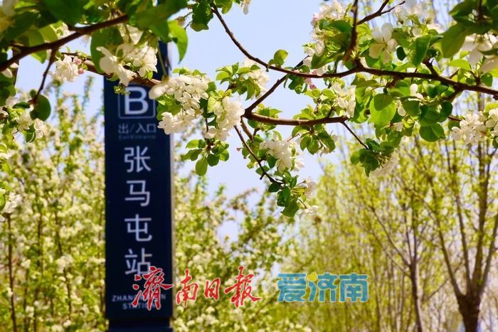 梦幻海棠花开 地铁站外遇春潮