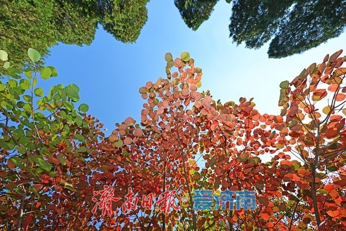 一年四季 泉在济南丨红叶初染 走进红叶谷遇见秋日限定浪漫！