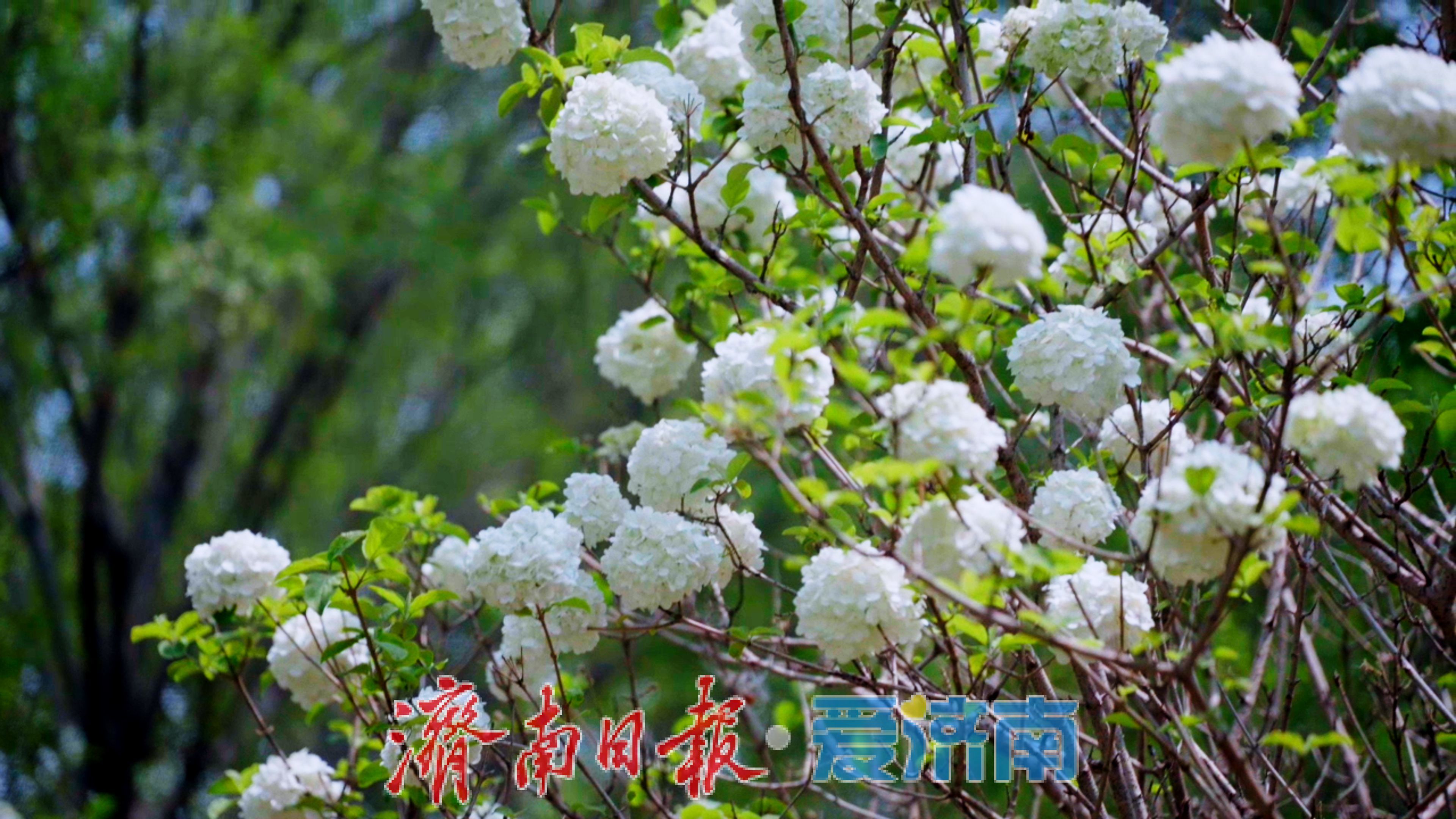 济南植物园春日限定“顶流”出道！快来一键收藏打卡攻略