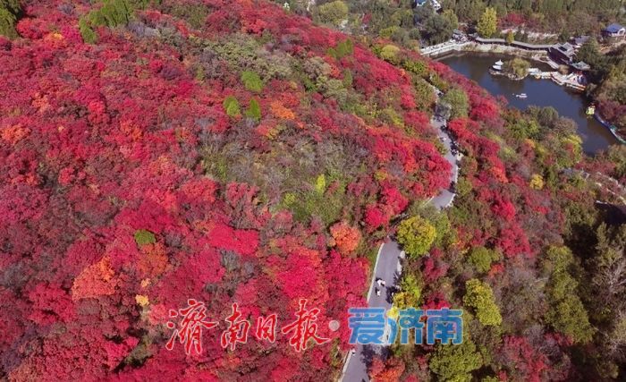 济南红叶谷氛围感拉满！沉浸式感受“万山红遍”的限定浪漫