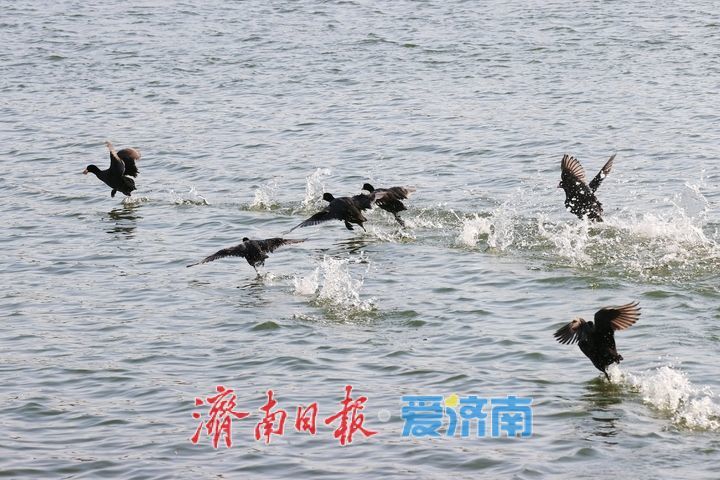 白骨顶鸡做客大明湖 泉城生态绘就新画卷