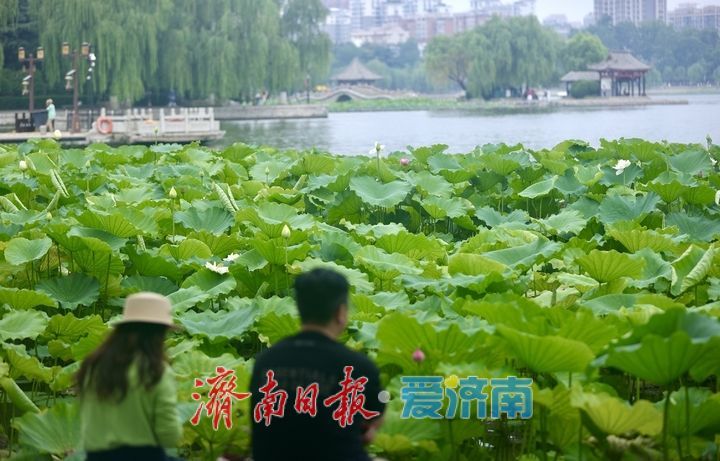 一年四季 泉在济南丨大明湖荷花盛开 游客纷至沓来打卡赏景