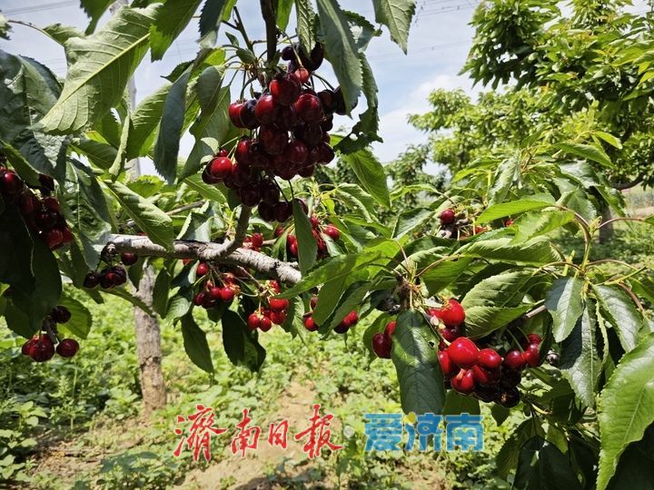 樱红葚甜引客来 周末近郊采摘游受热捧 