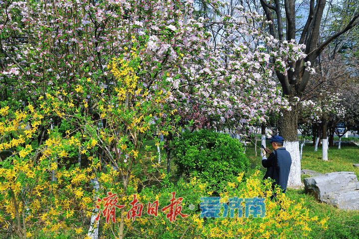 一年四季 泉在济南丨街头繁花盛放 尽赏春日好风光