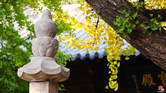 秋染灵岩寺丨古银杏已染金