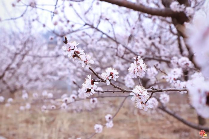 观花官庄丨一湾春水两岸山，三角湾村四月天